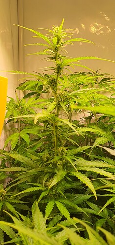 Growreport Bild 1
