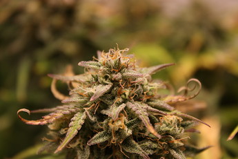 Growreport Bild 6