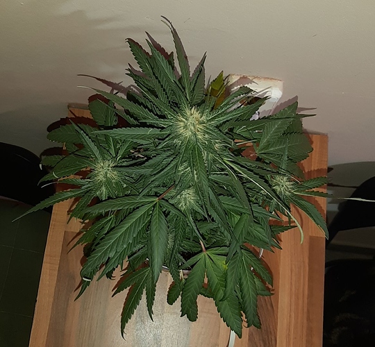 Growreport Bild 5