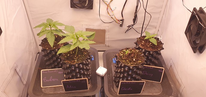 Growreport Bild 4