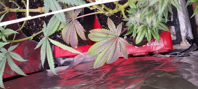 Growreport Bild 29