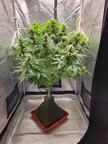 day-48-eazy-pyramid-v0-sphfcrqo7zt91