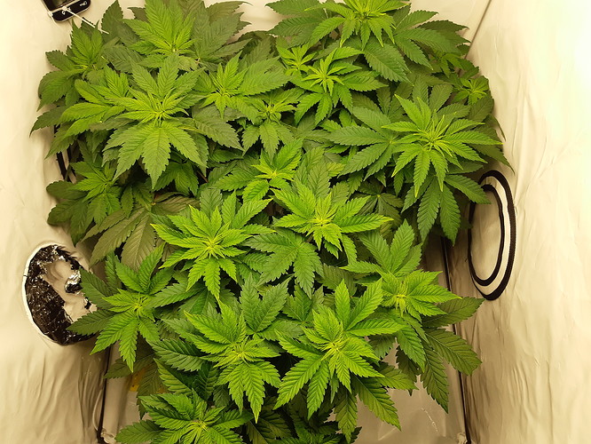 Growreport Bild 5