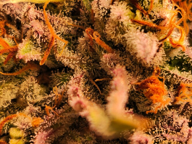 Growreport Bild 41