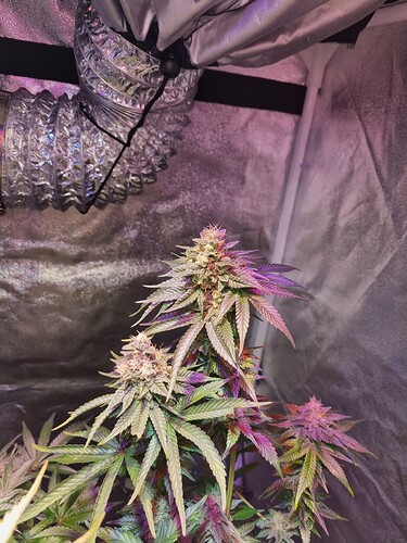 Growreport Bild 25