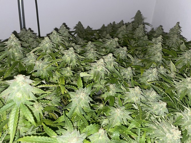 Growreport Bild 6