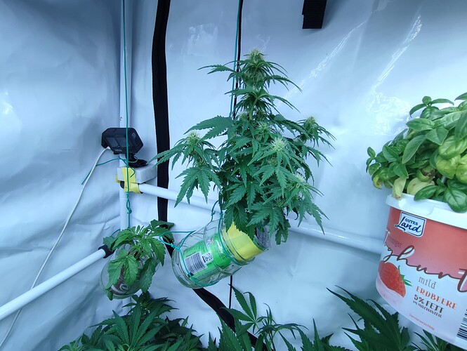 Growreport Bild 40