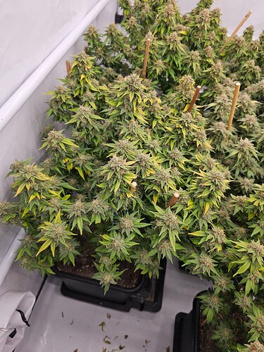 Growreport Bild 3