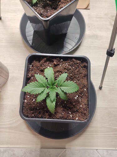 Growreport Bild 9
