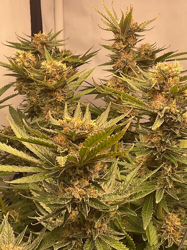 Growreport Bild 5