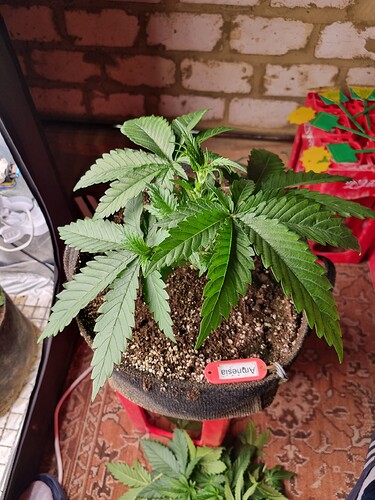Growreport Bild 28