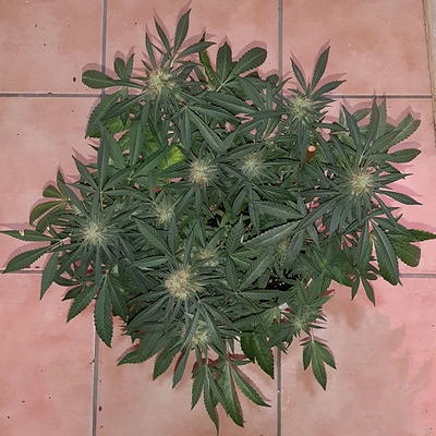 Growreport Bild 8