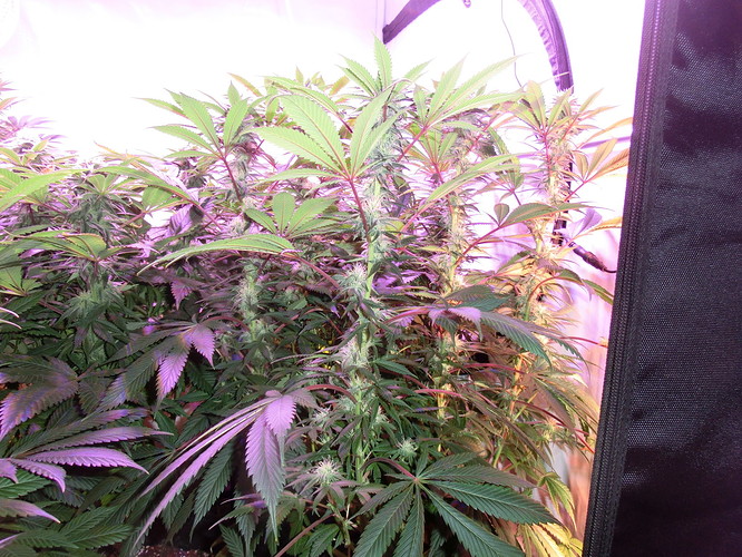 Growreport Bild 3