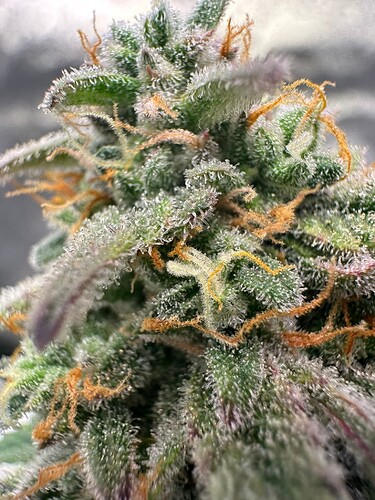 Growreport Bild 18