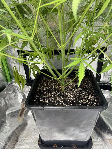 Growreport Bild 6