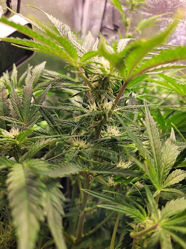Growreport Bild 6