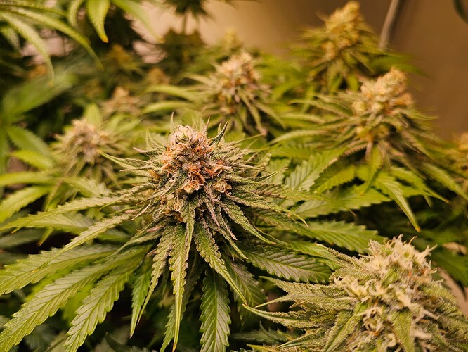 Growreport Bild 6