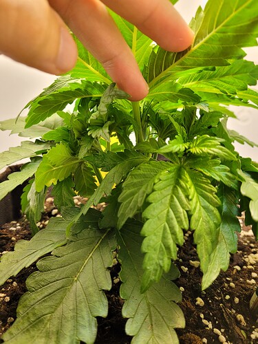 Growreport Bild 5