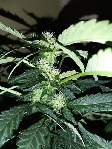 Growreport Bild 17
