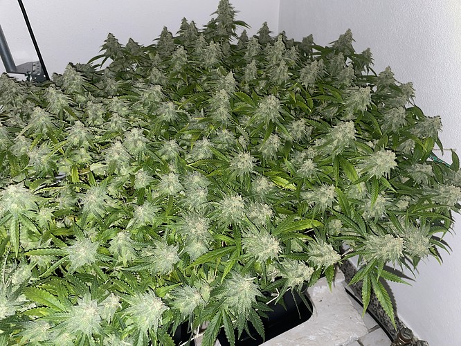 Growreport Bild 11