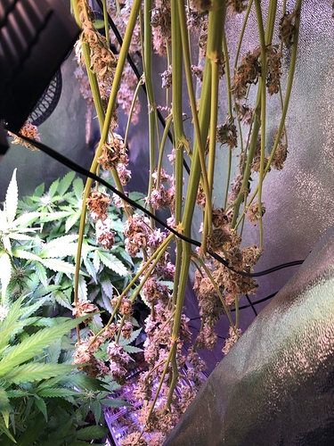 Growreport Bild 49