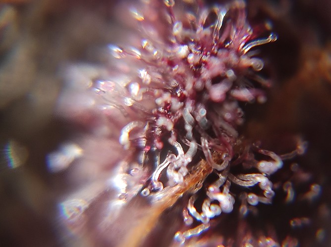 Growreport Bild 32