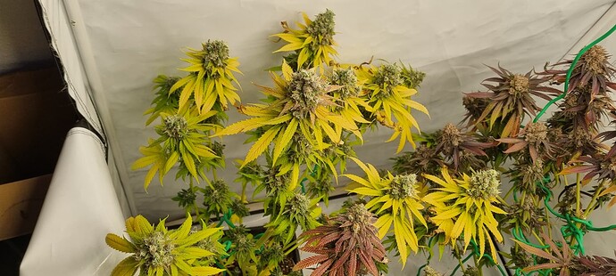 Growreport Bild 7