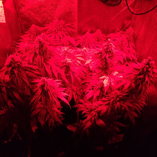 Growreport Bild 2
