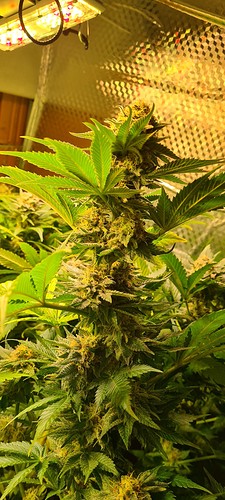 Eine Nahaufnahme einer Cannabis-Pflanze in der Blütephase, mit dicken, harzigen Blüten, die sich unter ihrem Gewicht biegen. Im Hintergrund ist eine Grow-Lampe zu sehen.