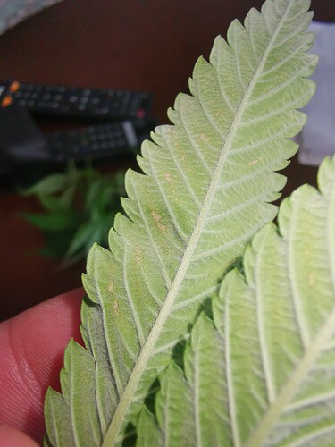 Growreport Bild 5