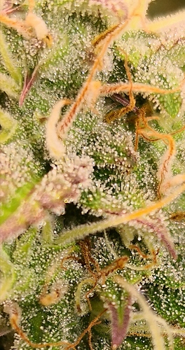 Growreport Bild 4