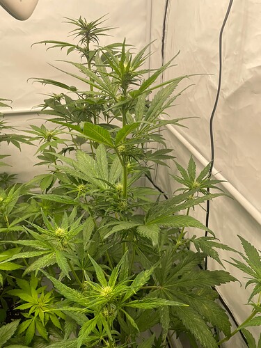 Growreport Bild 3