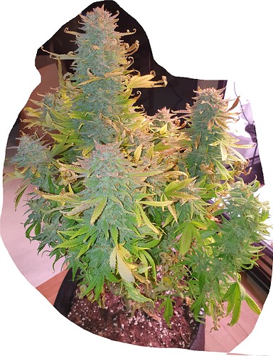Growreport Bild 12