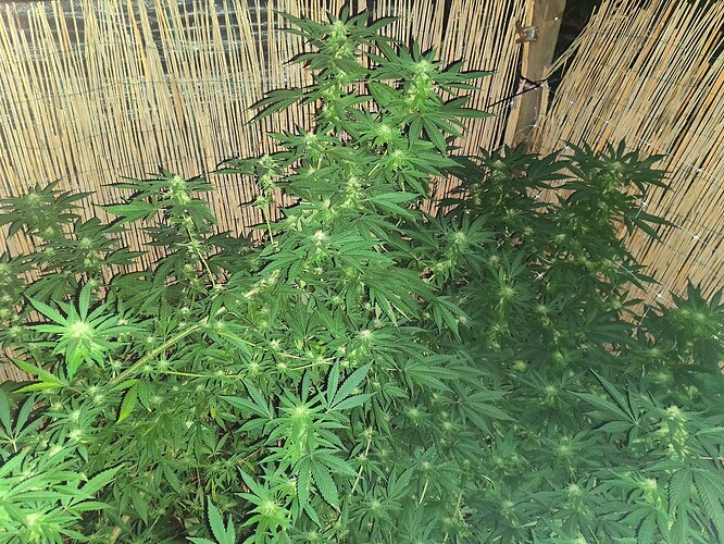 Growreport Bild 20