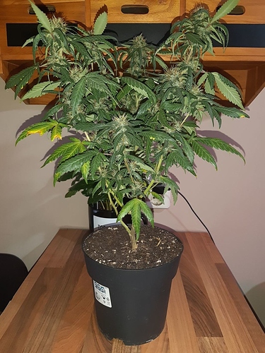 Growreport Bild 7