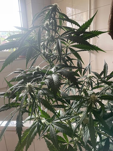 Growreport Bild 20