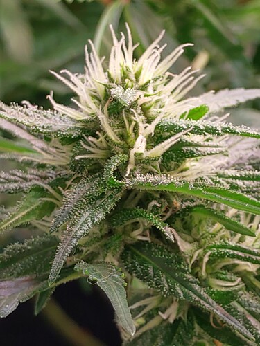 Growreport Bild 7