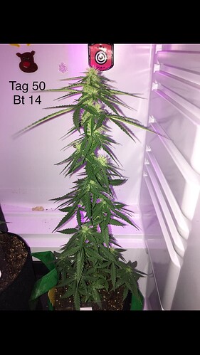 Growreport Bild 12