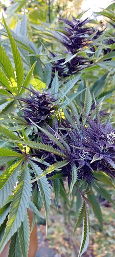 Growreport Bild 3