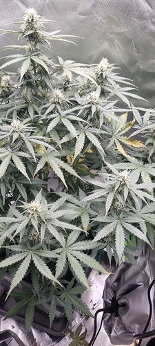 Growreport Bild 3
