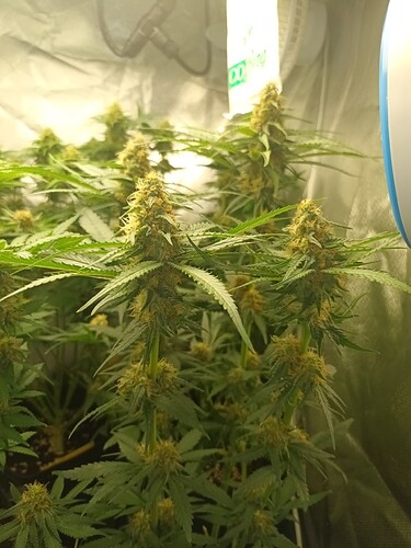 Growreport Bild 4