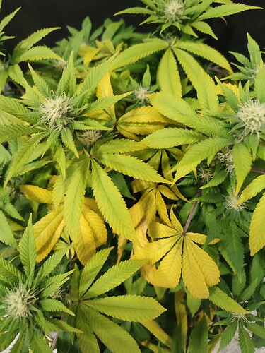 Growreport Bild 6