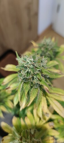 Growreport Bild 5