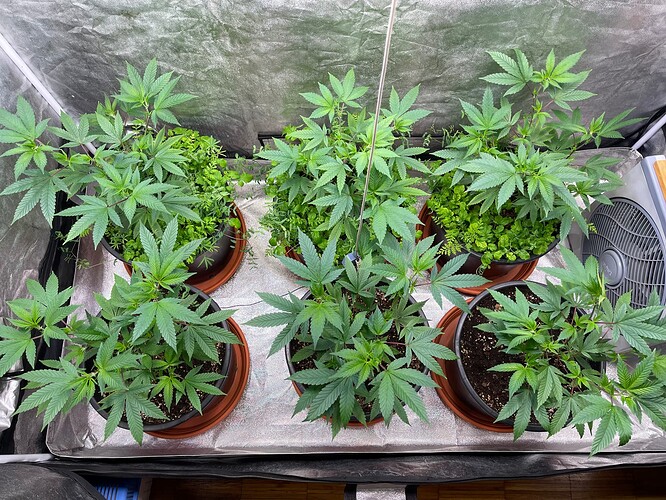 Growreport Bild 5
