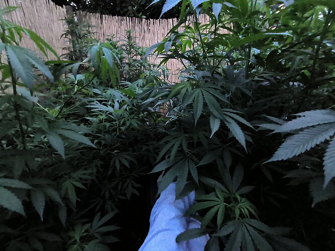Growreport Bild 33