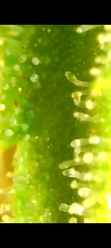 Screenshot_20210729-165623_Gallery