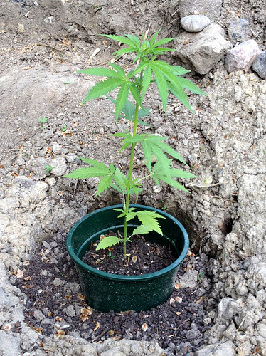Growreport Bild 14