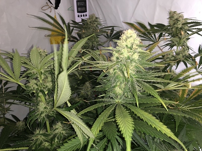 Growreport Bild 1