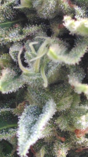 Growreport Bild 14