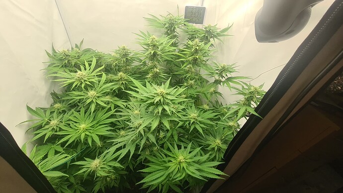 Growreport Bild 2